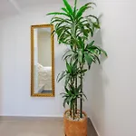 Olea Delux בית הארחה 3*